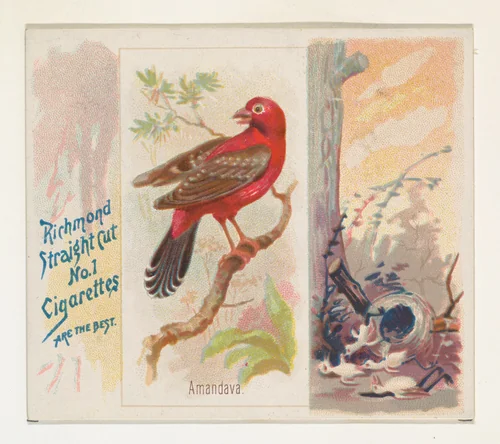 Amandava, from the Song Birds of the World series (N42) for Allen & Ginter Cigarettes by Allen & Ginter, print, 1890
