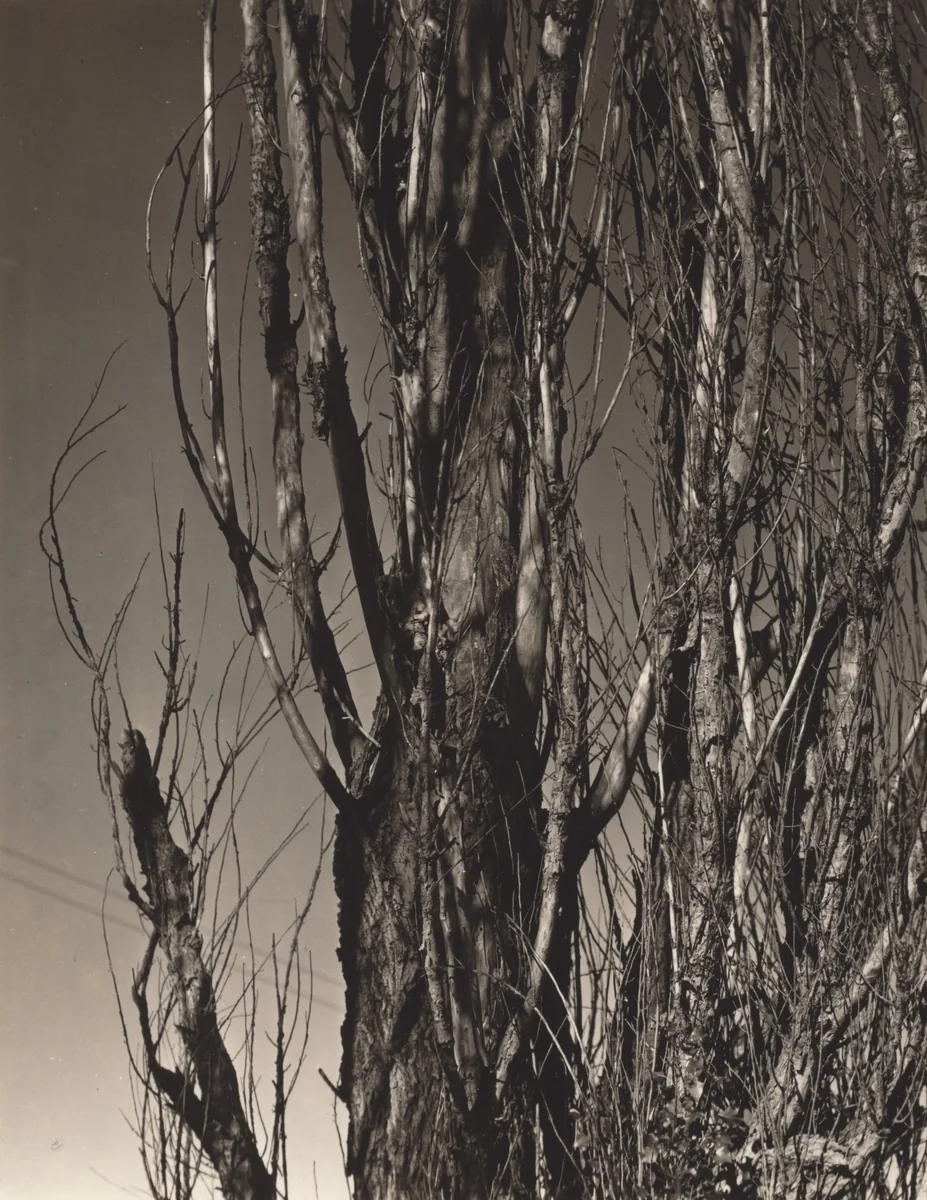 Poplar—Lake George by Alfred Stieglitz, photograph, 1936