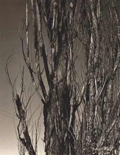Poplar—Lake George by Alfred Stieglitz, photograph, 1936