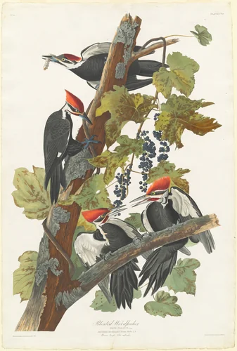 Pileated Woodpecker by Robert Havell, Jr.; John James Audubon, print, 1831