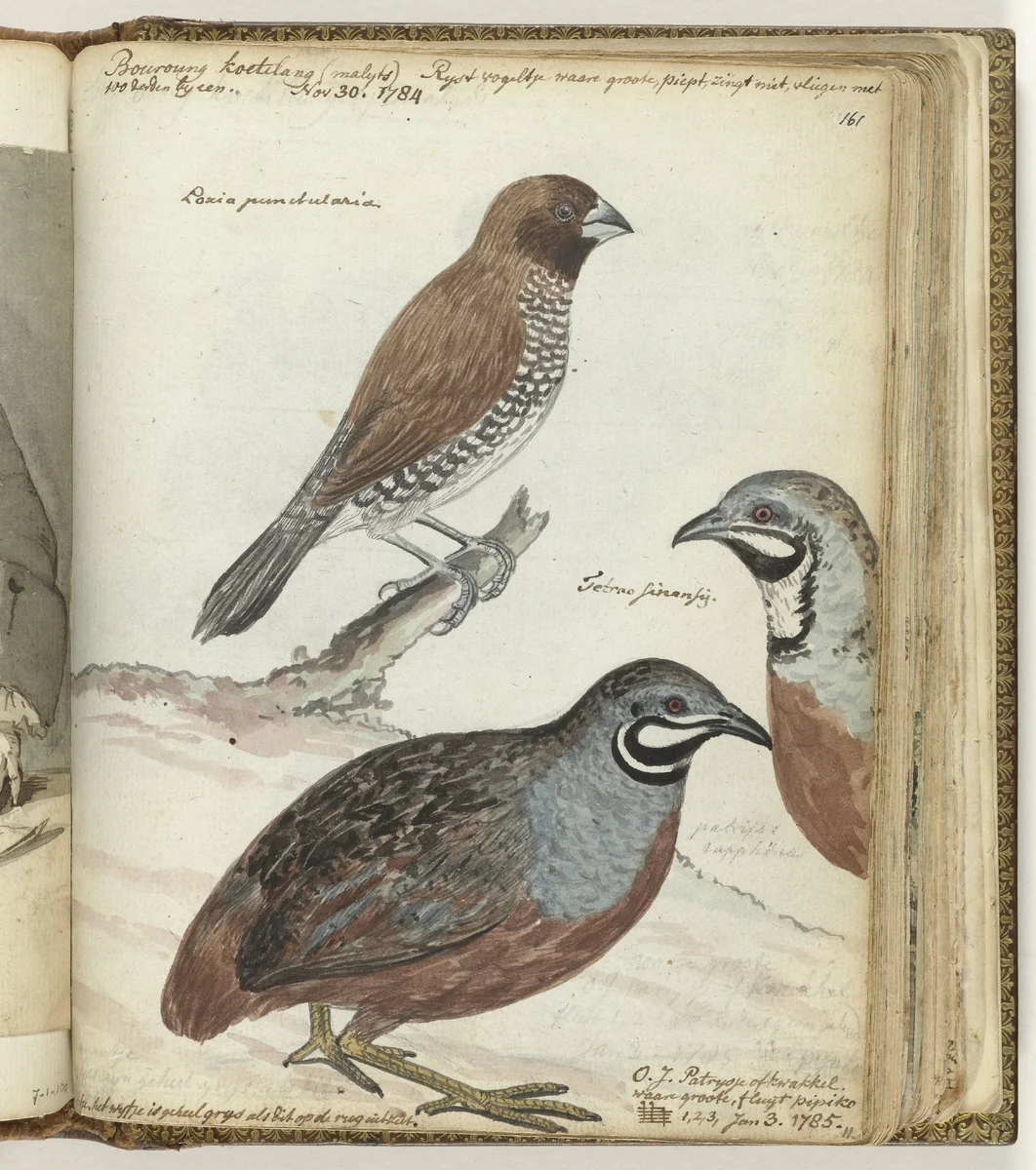 Rijstvogel en Javaanse kwakkels by Jan Brandes, drawing, 1784