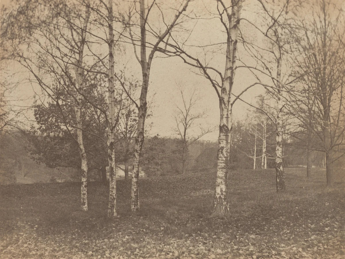 Autumn by Alfred Stieglitz, photograph, 1893