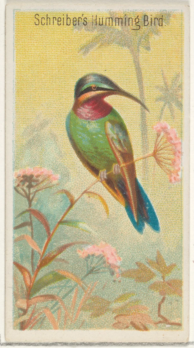 Schreiber's Hummingbird, from the Birds of the Tropics series (N5) for Allen & Ginter Cigarettes Brands by Allen & Ginter, print, 1889