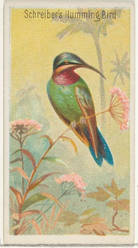 Schreiber's Hummingbird, from the Birds of the Tropics series (N5) for Allen & Ginter Cigarettes Brands by Allen & Ginter, print, 1889