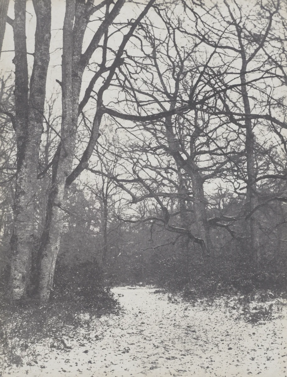 Road in the Forest by Eugène Cuvelier, photograph, 1860-1863