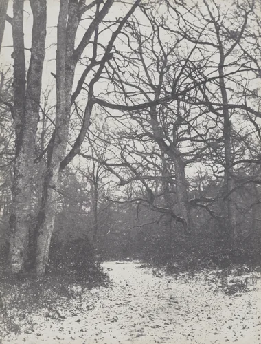Road in the Forest by Eugène Cuvelier, photograph, 1860-1863