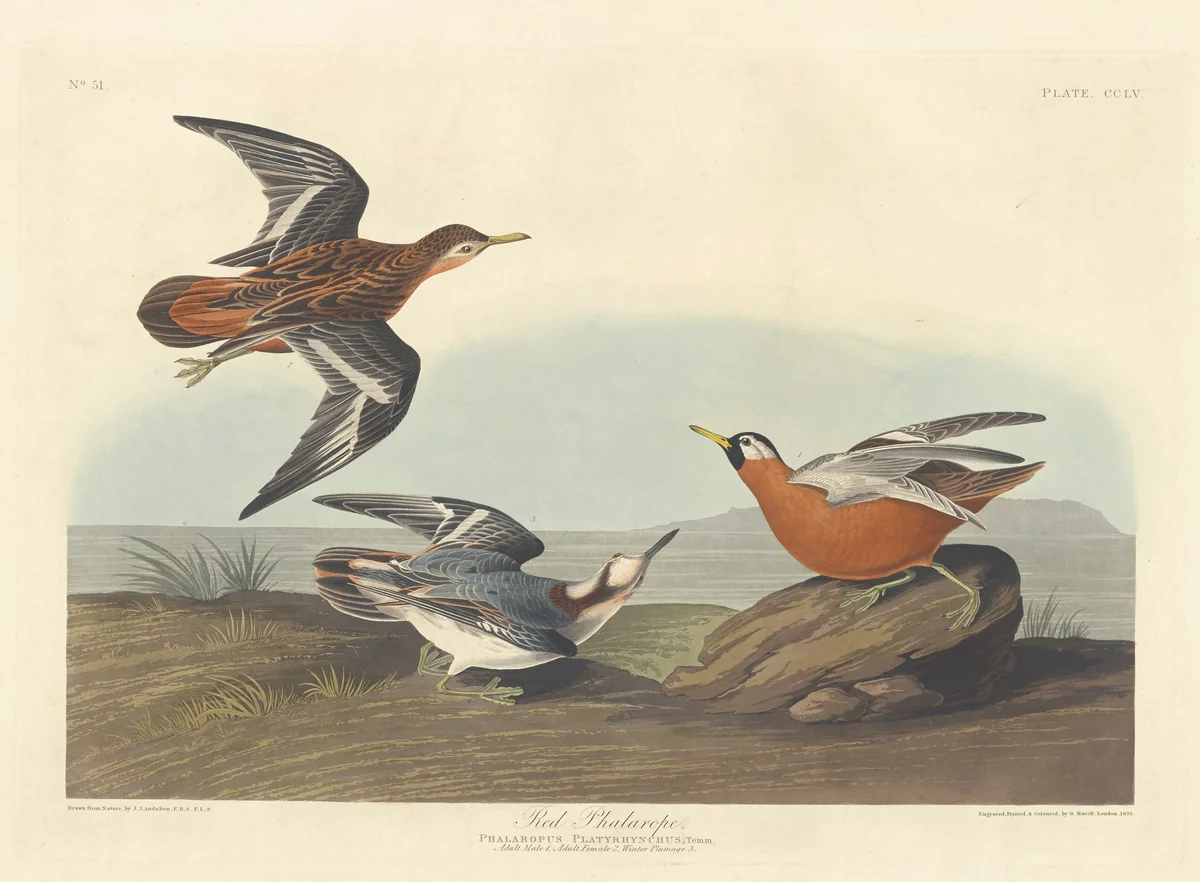Red Phalarope by Robert Havell, Jr.; John James Audubon, print, 1835