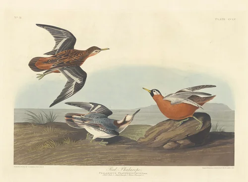 Red Phalarope by Robert Havell, Jr.; John James Audubon, print, 1835