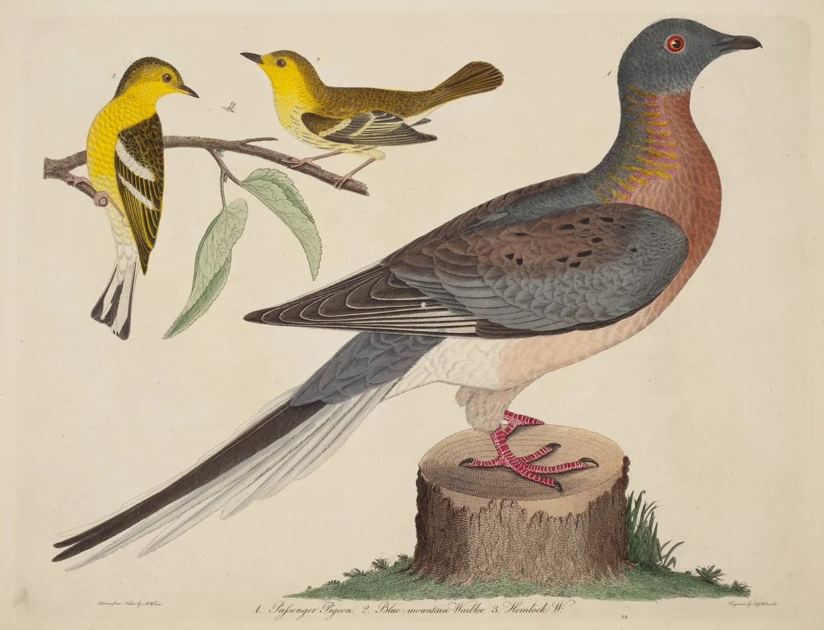 Passenger Pigeon, Blue-mountain Warbler, and Hemlock Warbler by John G. Warnicke
Alexander Wilson, print, 1808-1814