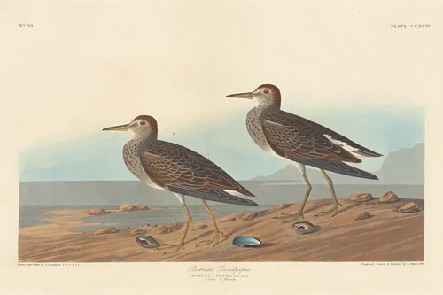 Pectoral Sandpiper by Robert Havell, Jr.; John James Audubon, print, 1836