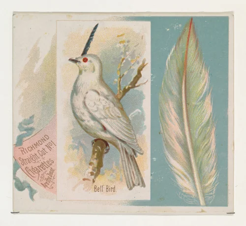 Bell Bird, from the Song Birds of the World series (N42) for Allen & Ginter Cigarettes by Allen & Ginter, print, 1890