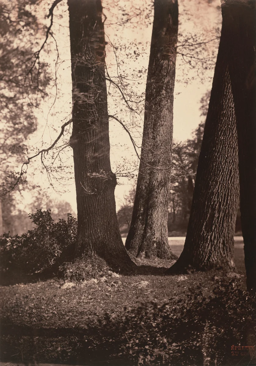 Troncs d'arbres, Fontainebleau (Tree Trunks, Fontainebleau) by Gustave Le Gray, photograph, 1855