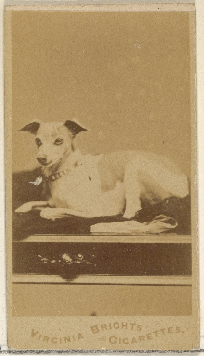 From the Dogs series (N47) for Virginia Brights Cigarettes by Allen & Ginter, photograph, 1887-1891