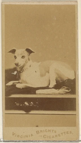 From the Dogs series (N47) for Virginia Brights Cigarettes by Allen & Ginter, photograph, 1887-1891