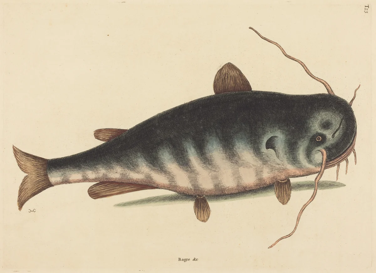 The Cat Fish (Silurus catus) by Mark Catesby, print, 1754