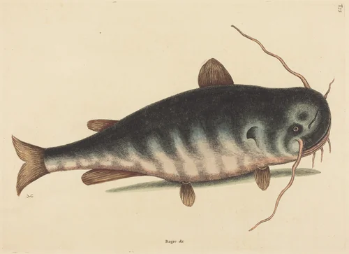 The Cat Fish (Silurus catus) by Mark Catesby, print, 1754
