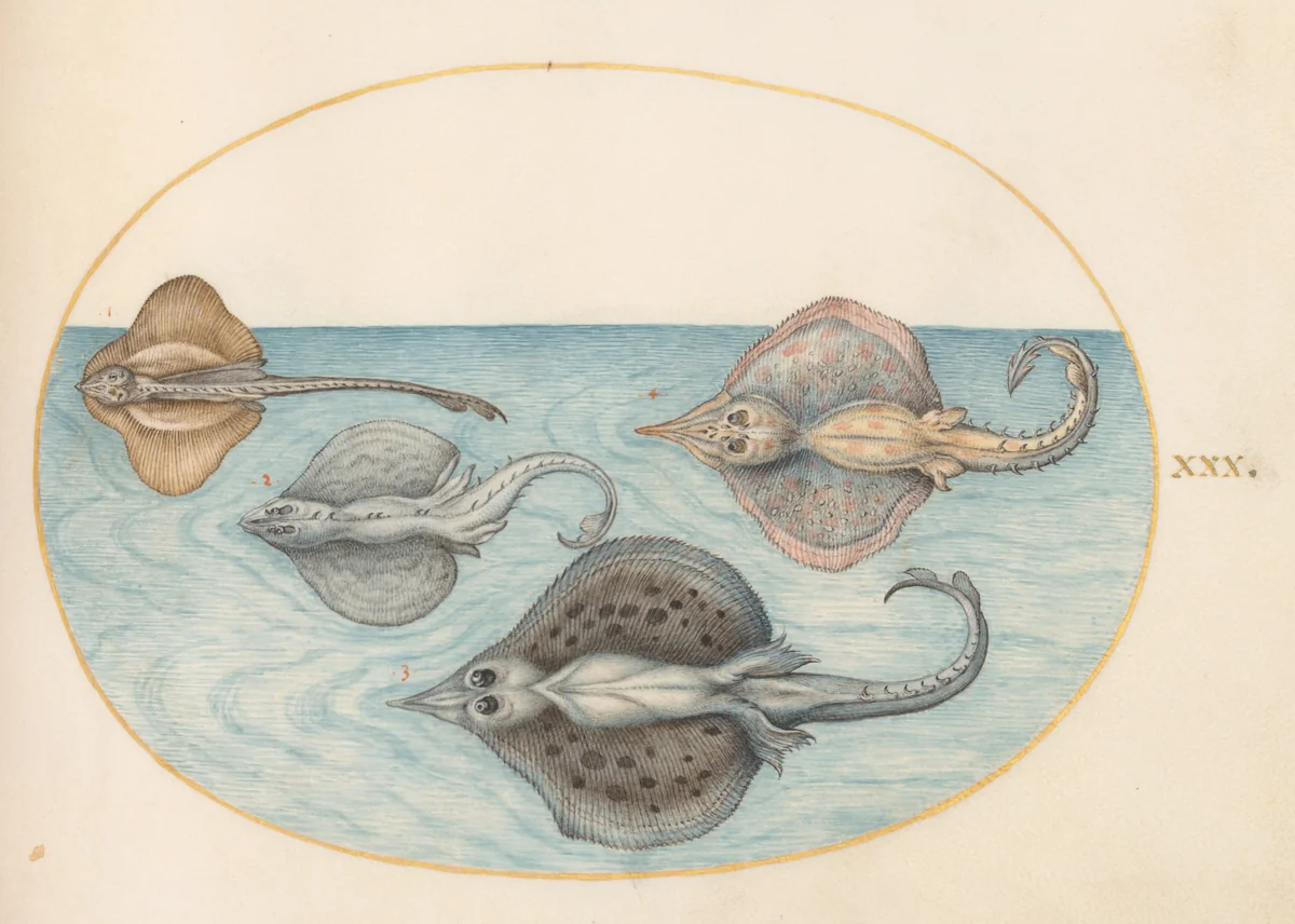Plate 30: Four Rays by Joris Hoefnagel, drawing, 1570-1599