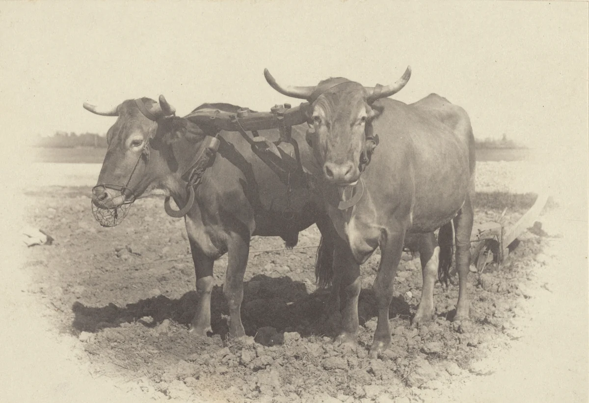 An Idyll by Alfred Stieglitz, photograph, 1887