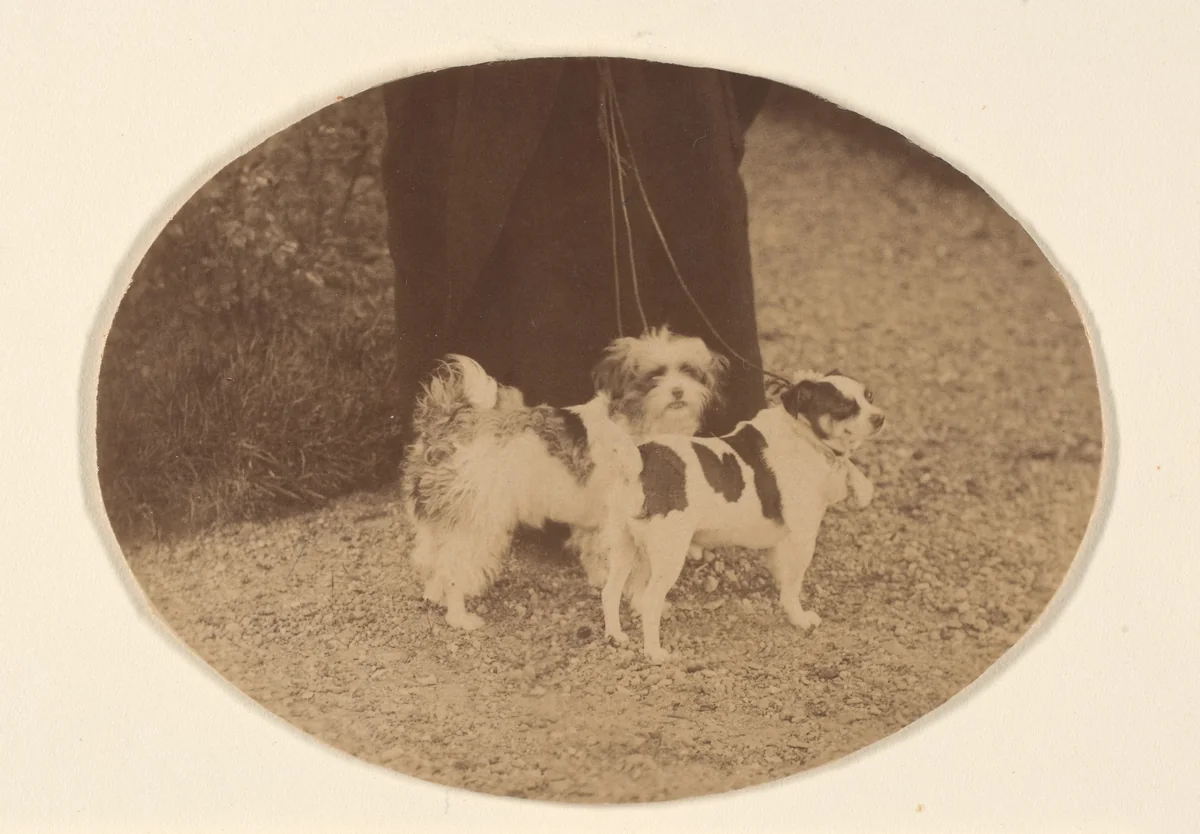 Les Chiens by Pierre-Louis Pierson, photograph, 1860-1869