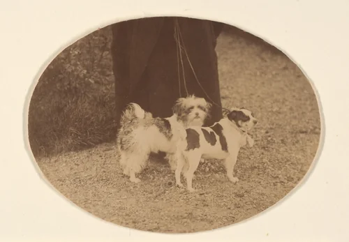 Les Chiens by Pierre-Louis Pierson, photograph, 1860-1869