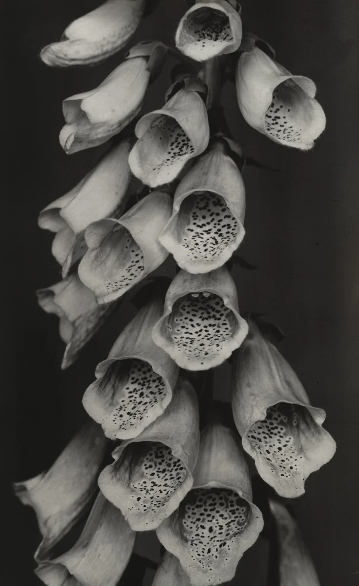 Foxglove (Fingerhut) by Albert Renger-Patzsch, photograph, 1922