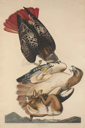 Red Tailed Hawk by Robert Havell, Jr.; John James Audubon, print, 1829