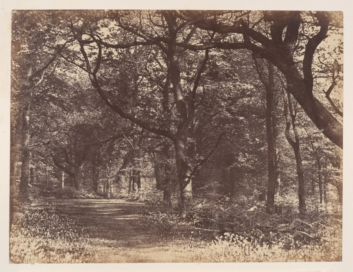 Wood-scene, Norton, Cheshire by Thomas Davies, photograph, 1856