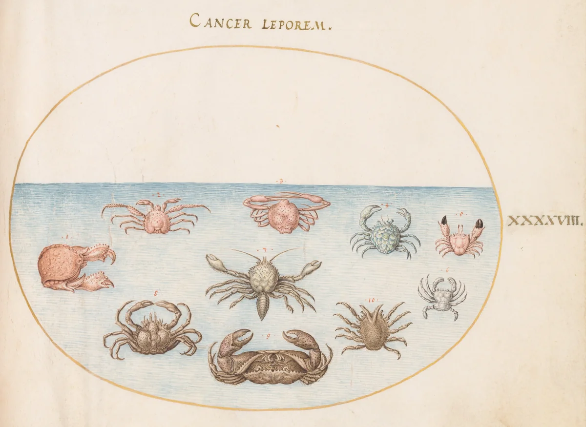 Plate 48: Ten Crabs by Joris Hoefnagel, drawing, 1570-1599