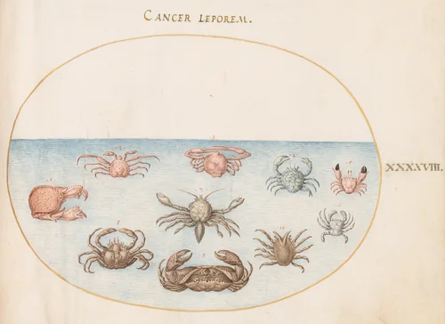 Plate 48: Ten Crabs by Joris Hoefnagel, drawing, 1570-1599