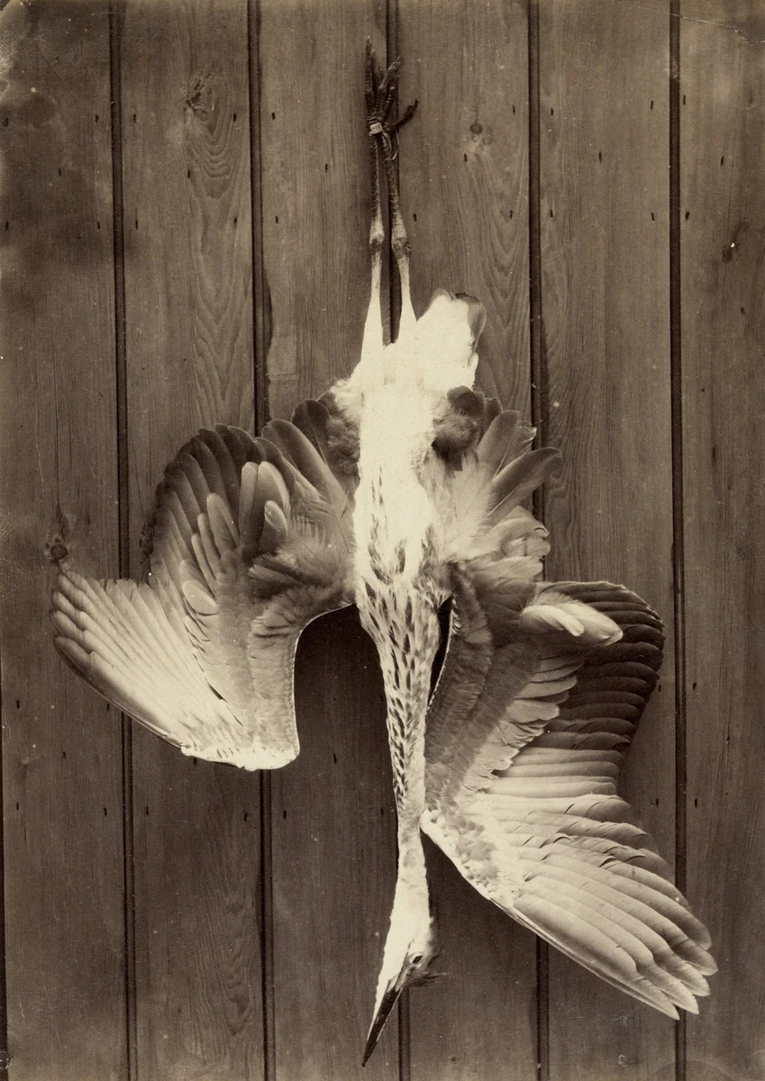 Heron by Francis Edmund Currey, photograph, 1863