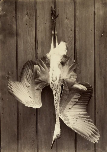 Heron by Francis Edmund Currey, photograph, 1863