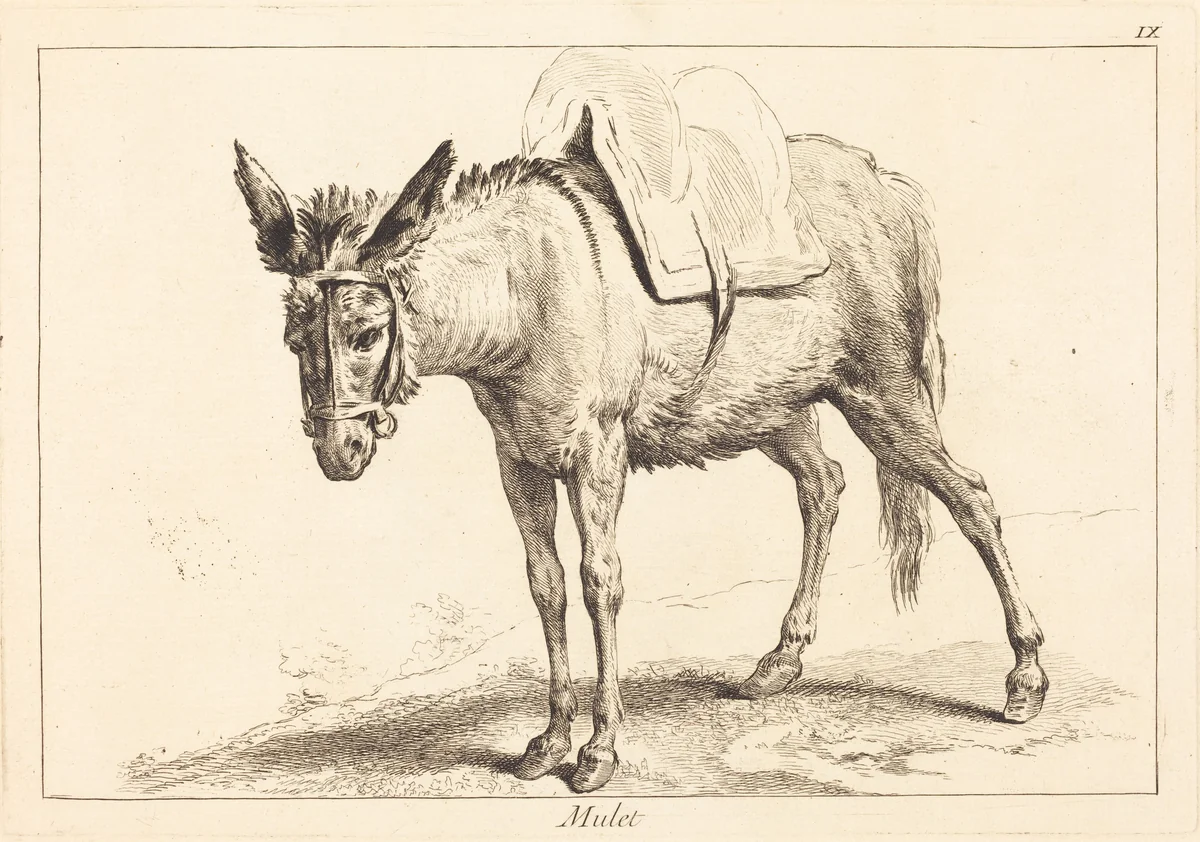 Mulet (Mule or Saddled Donkey) by Jacques-Philippe Le Bas
Jean Eric Rehn
Jean-Baptiste Oudry, print, 1707-1783