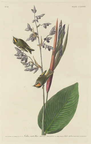Golden-Crested Wren by Robert Havell, Jr.; John James Audubon, print, 1833