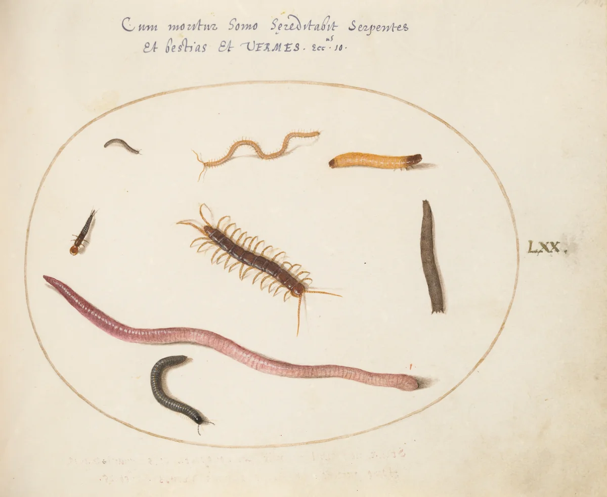 Plate 70: Worm, Centipede, Millipede, and Other Long Creatures by Joris Hoefnagel, drawing, 1570-1599