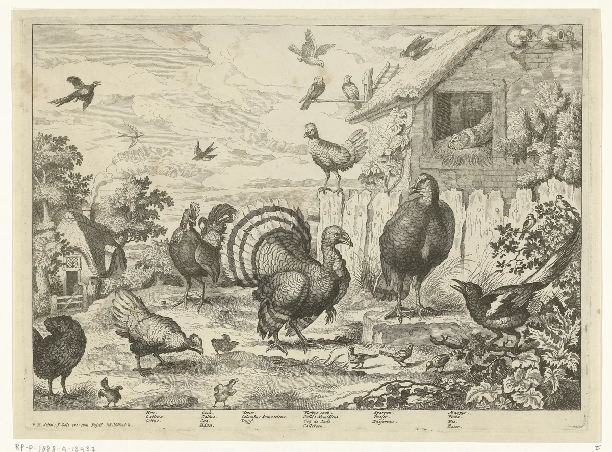 Verschillend gevogelte en een kalkoen by Jan Griffier, print, 1670-1724