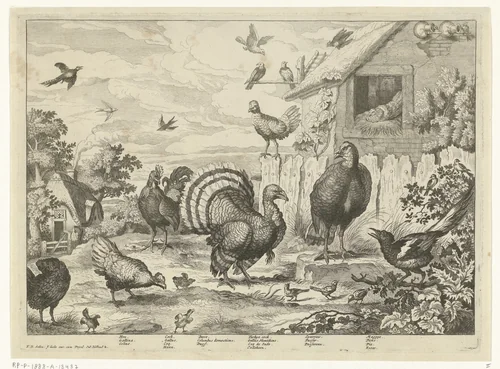 Verschillend gevogelte en een kalkoen by Jan Griffier, print, 1670-1724