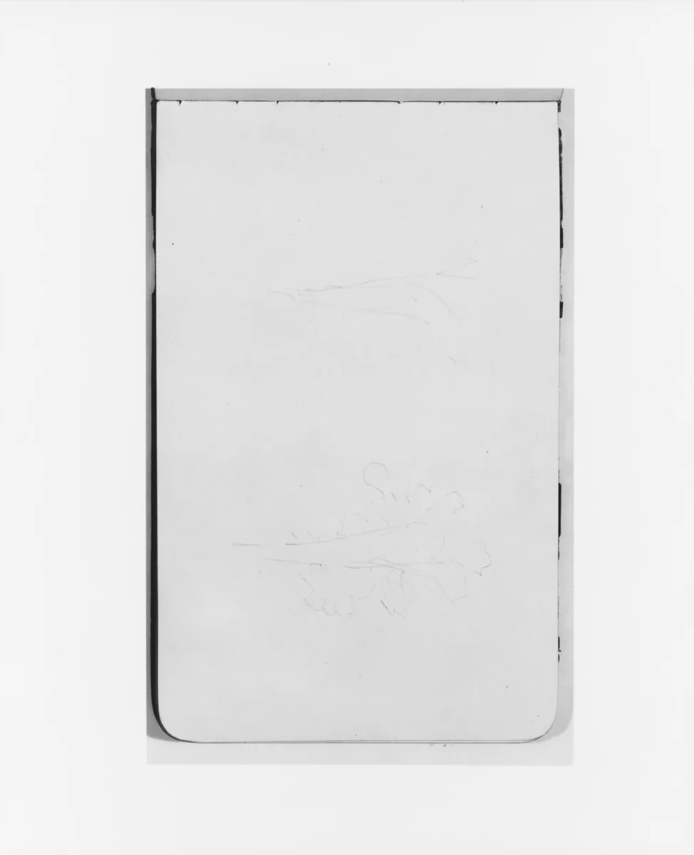 Two Tree Sketches (from Sketchbook) by Albert Bierstadt, artwork, 1890