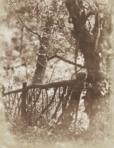 Colinton Wood by David Octavius Hill, Robert Adamson, photograph, 1843