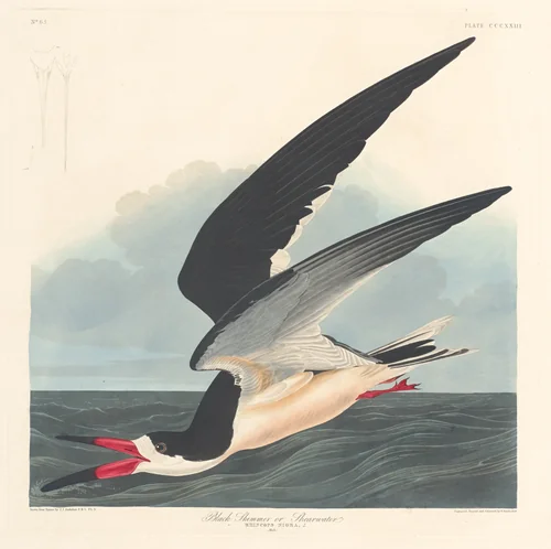Black Skimmer by Robert Havell, Jr.; John James Audubon, print, 1836