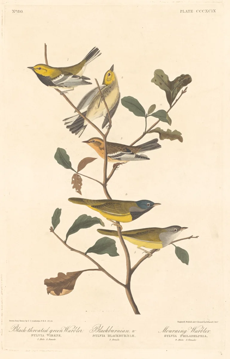 Black-throated Green Warbler, Blackburnian Warbler and Mourning Warbler by Robert Havell, Jr.; John James Audubon, print, 1837