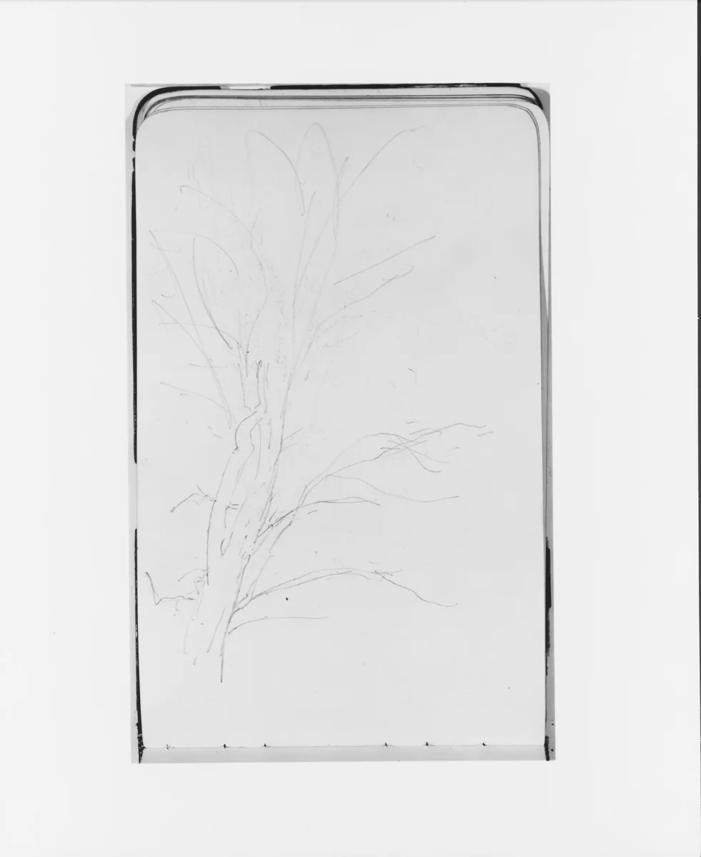 Tree (from Sketchbook) by Albert Bierstadt, artwork, 1890
