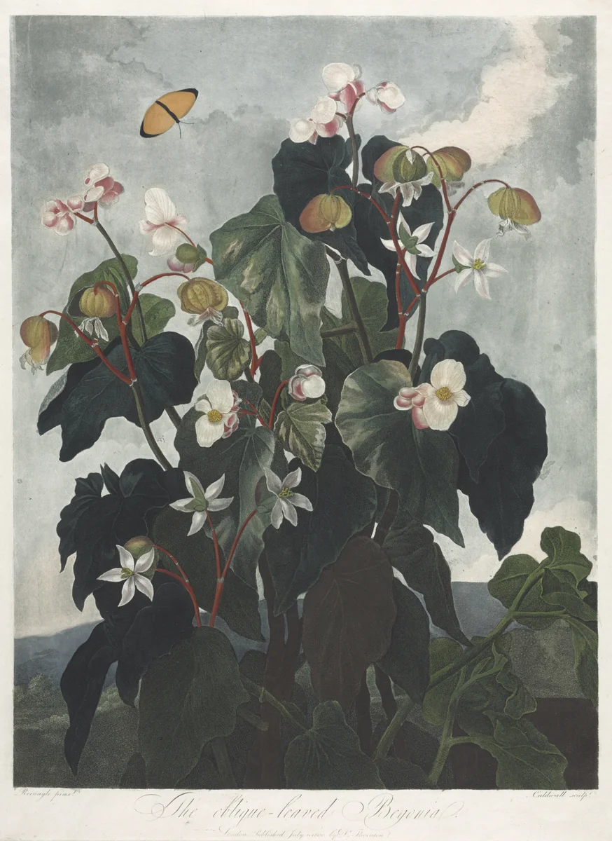 The Temple of Flora, or Garden of Nature: The Obique-leaved Begonia by James Caldwall, print, 1800