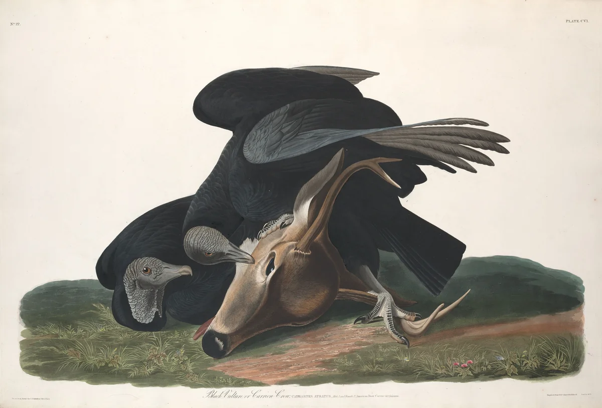 Black Vulture by Robert Havell, Jr.; John James Audubon, print, 1831
