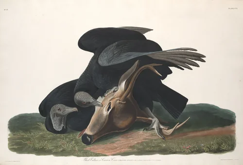 Black Vulture by Robert Havell, Jr.; John James Audubon, print, 1831