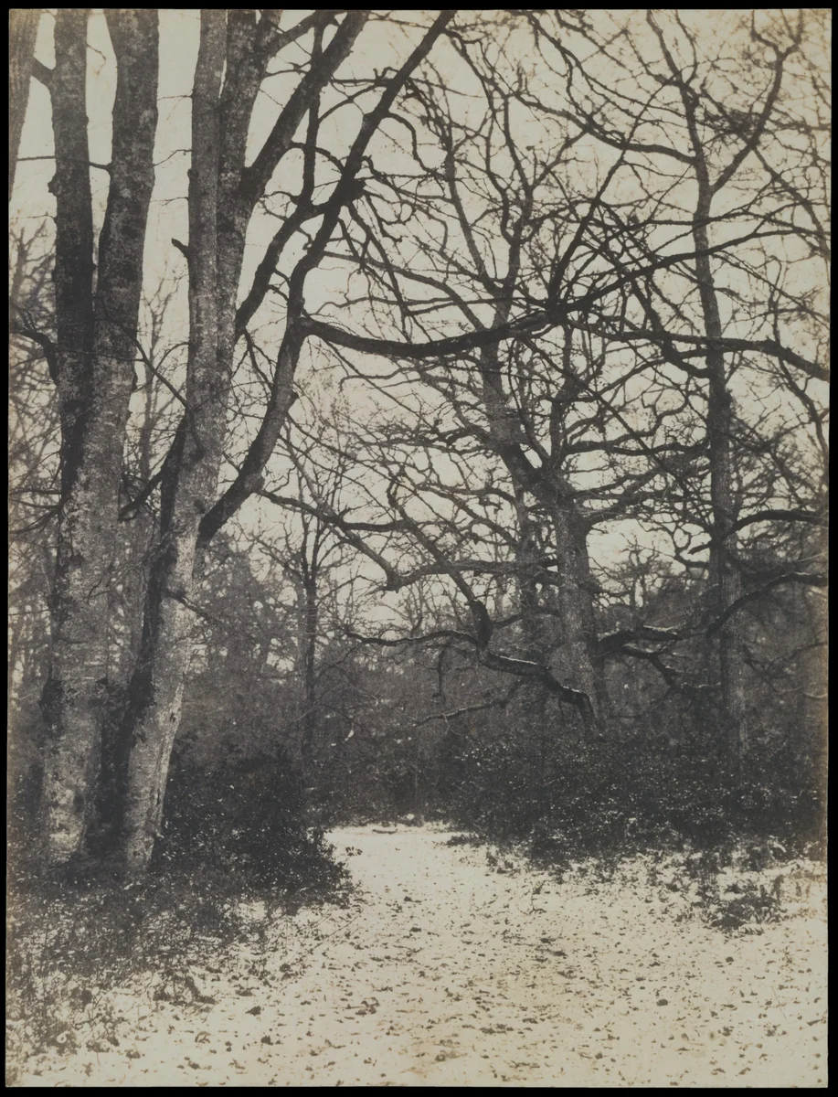 [Fontainebleau Forest] by Eugène Cuvelier, photograph, 1858-1862