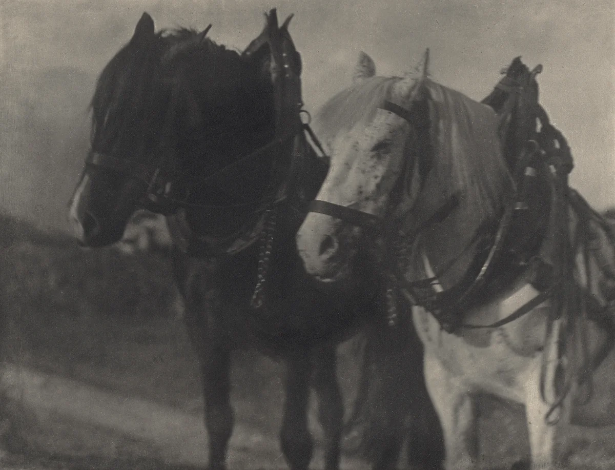 Horses—Tirol by Alfred Stieglitz, photograph, 1904