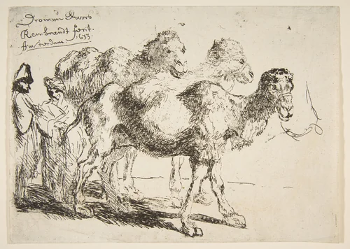 Three Dromedaries by Rembrandt van Rijn, print, 1620-1943