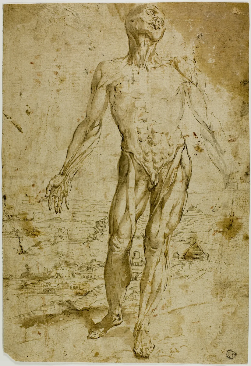 Écorché before Landscape (recto); Sketches of Standing Male Nude, Seated Child, Stooping Woman (verso) by Tiziano Vecellio, drawing, 1580-1620