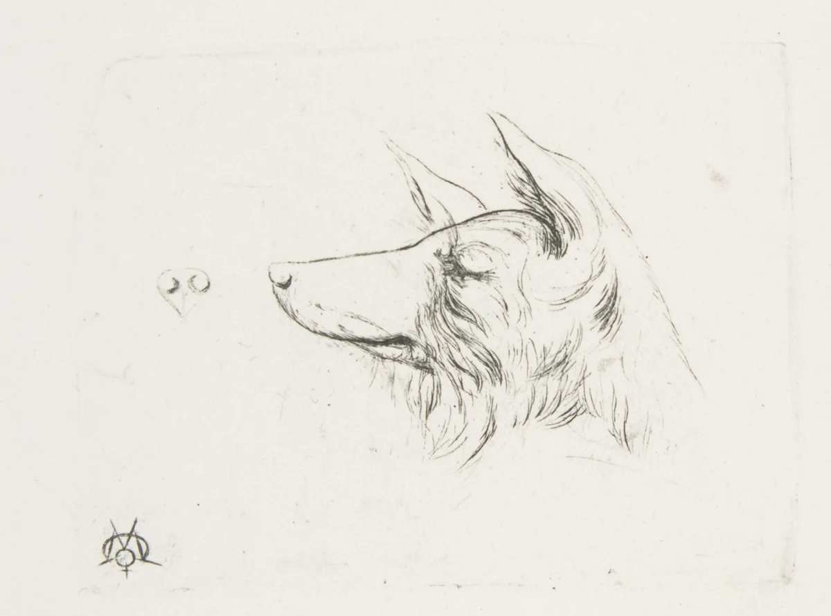 Head of a Dog from New Holland by Charles Meryon, print, 1860