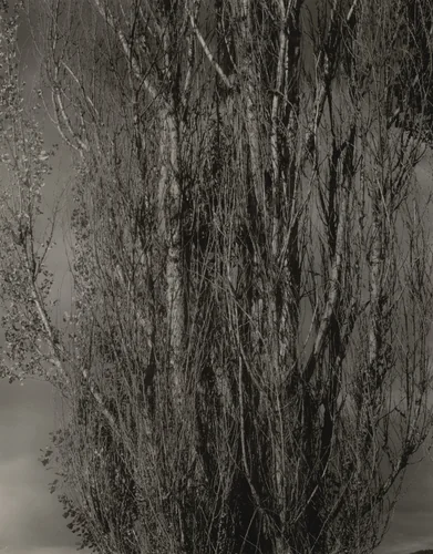 Dying Poplars and Live Branch - Lake George by Alfred Stieglitz, photograph, 1932